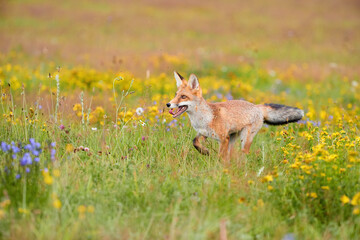 Spring theme. Red Fox cub playing on a flowering  highland meadow. Fox among blue and yellow blossoms. Low angle photo of lovely Red Fox cub, Vulpes vulpes. Animals in spring nature.