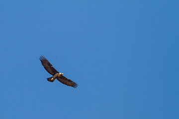 Steenarend, Golden Eagle, Aquila chrysaetos homeyeri