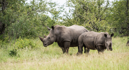 Safari Bilder Südafrika, Safari Photos South Africa

