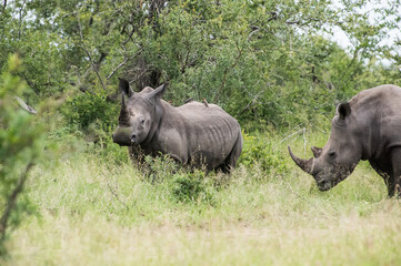 Obraz premium Safari Bilder Südafrika, Safari Photos South Africa 