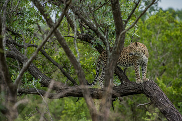 Safari Bilder Südafrika, Safari Photos South Africa
