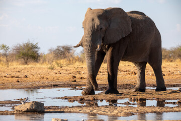 Obraz premium Elephant at Etoha