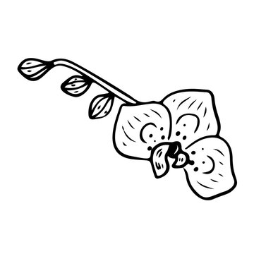 recommend clip art: Orchid flower outline. Orchid line art vector illustration isolated on white background. Tropical flower silhouette icon, blossom doodle element phalaenopsis.