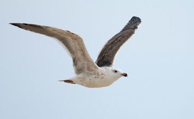 Grote Mantelmeeuw, Great Black-backed Gull, Larus marinus
