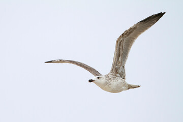 Grote Mantelmeeuw, Great Black-backed Gull, Larus marinus