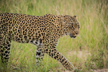 Safari Bilder Südafrika, Safari Photos South Africa
