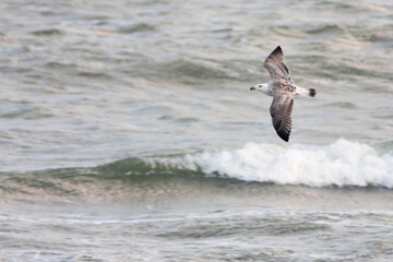 Grote Mantelmeeuw, Great Black-backed Gull, Larus marinus