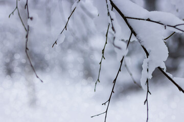 background with snow tree branches in the forest in winter
