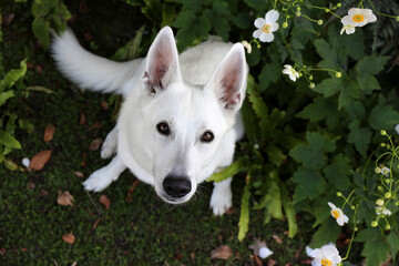 White Swiss Shepherd / White dog in flowers      - 404797436
