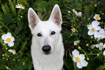White Swiss Shepherd / White dog in flowers      - 404797638
