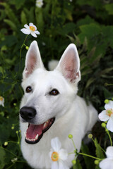 White Swiss Shepherd / White dog in flowers      - 404797808