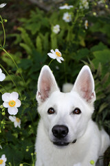 White Swiss Shepherd / White dog in flowers      - 404797861