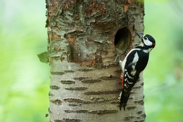 Fotobehang Grote Bonte Specht, Great Spotted Woodpecker, Dendrocopos major © AGAMI