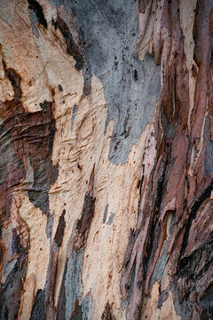 Eucalyptus bark detail near Vredefort, Free State, South Africa
