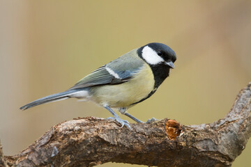 Koolmees, Great Tit, Parus major