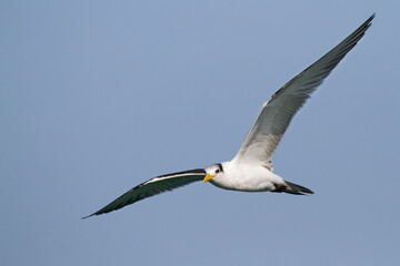 Grote Kuifstern, Greater Crested Tern, Thalasseus bergii velox