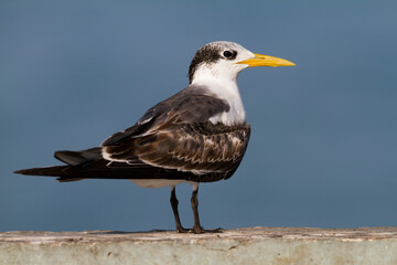 Fototapeta na wymiar Grote Kuifstern, Greater Crested Tern, Thalasseus bergii velox