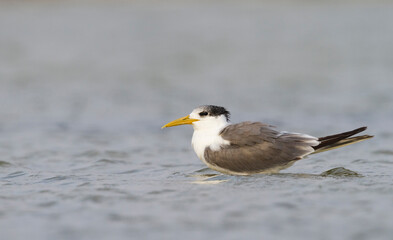 Grote Kuifstern, Greater Crested Tern, Thalasseus bergii velox