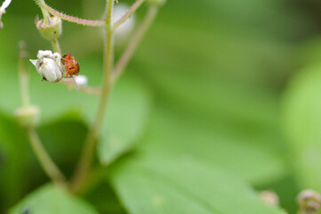 角に寄った小さな虫