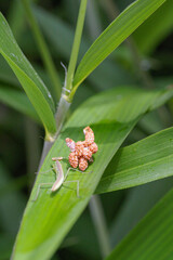 草の上に乗ったカマキリの赤ちゃん