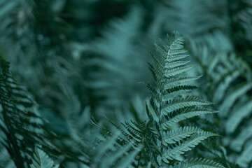 Beautiful ferns leaves green foliage.