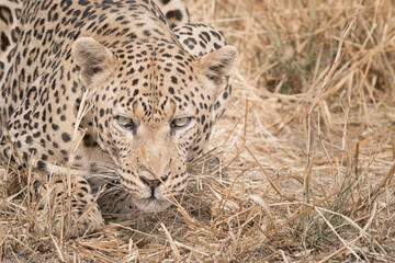 closeup portrait of a stalking african leopard in the dry grass