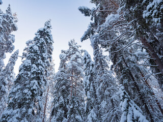 Fir trees in a spruce forest covered with a thick layer of fresh white snow on a frosty day in clear weather in Republic of Karelia, northwest of Russia