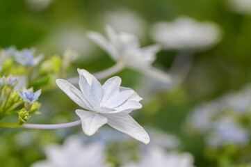 星形の紫陽花