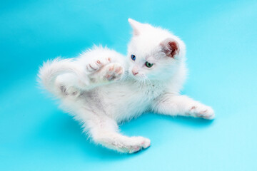 Small white kitten with blue and green eyes playing with paw and tail on blue background