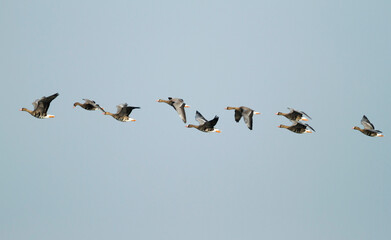 Kolgans, Greater White-fronted Goose, Anser albifrons albifrons