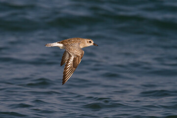 Zilverplevier, Grey Plover, Pluvialis squatarola
