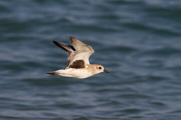 Naklejka premium Zilverplevier, Grey Plover, Pluvialis squatarola