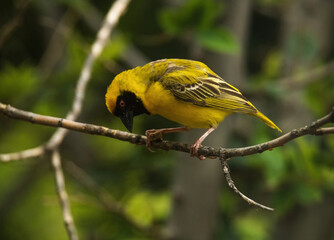 Male Southern Masked Weaver (Ploceus velatus) preparing branch for a new nest.
