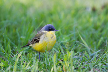 Noordse Gele Kwikstaart, Grey-headed Wagtail, Motacilla thunbergi