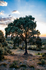 Dehesa, Cuatro Calzadas, Buenavista, Salamanca, Castilla León, España