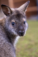 Naklejka na ściany i meble kangaroo in the park