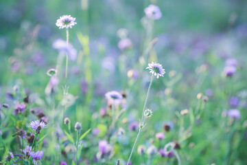 Summer backround