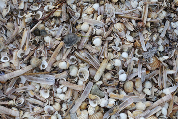 Tas de coquillages échoués sur une plage