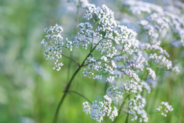 Valeriana