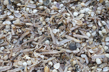 Tas de coquillages échoués