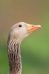 Grauwe Gans, Greylag Goose, Anser anser