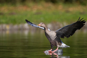 Grauwe Gans, Greylag Goose, Anser anser