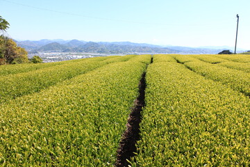 茶畑　静岡県金谷　　直線的に植えられたお茶の木の造形美