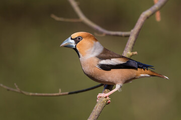 Appelvink, Hawfinch, Coccothraustes coccothraustes