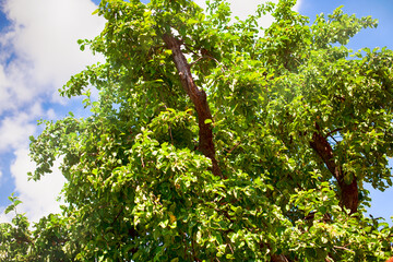 Crown of apple tree against cloudy sky.