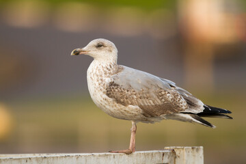 Fototapeta na wymiar Zilvermeeuw, European Herring Gull, Larus argentatus