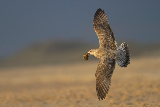 รูปภาพZeemeeuw เลือกดูภาพถ่ายสต็อก เวกเตอร์ และวิดีโอ275 Adobe Stock