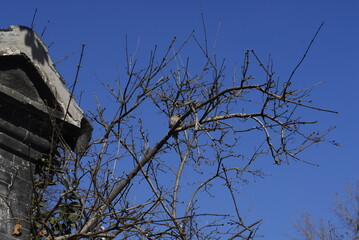 A sparrow is sunning on a bare tree near a grey brick roof in the winter morning in China