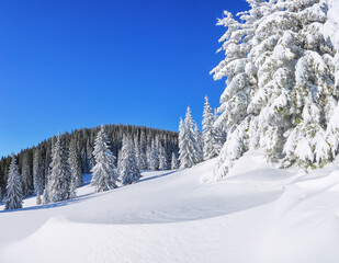 Beautiful landscape on the cold winter morning. High mountain. Pine trees in the snowdrifts. Lawn and forests. Snowy background. Nature scenery. Location place the Carpathian, Ukraine, Europe.