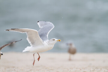 Zilvermeeuw, European Herring Gull, Larus argentatus